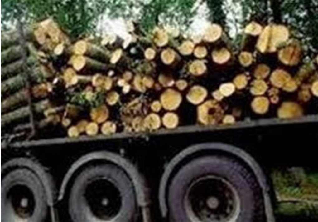 قاچاق چوب، آسیبی برای منابع طبیعی