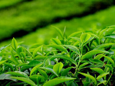 افزایش قیمت برگ سبز چای در گرو عدم واردات چای ارزان است / خرده مالکی مشکل اصلی