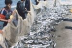 صیادان گلستانی دل به دریا زدند/رهاسازی 80 میلیون قطعه بچه ماهی در دریا