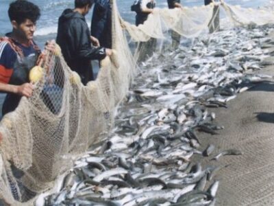 صیادان گلستانی دل به دریا زدند/رهاسازی 80 میلیون قطعه بچه ماهی در دریا