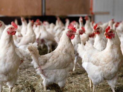 توسعه فناوری در خدمت تولید مرغ لاین قرار می‌گیرد