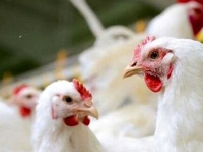 مازندرانی‌ها مرغ را بالاتر از قیمت مصوب نخرند