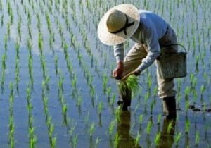 برنج کشاورزان در انبار مانده است/کنار هم باشیم مشکلات صادراتی حل می‌شود