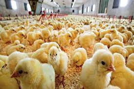15 میلیون قطعه جوجه‌ریزی در تیرماه سالجاری در مازندران / عرضه ۵۰۰ تن مرغ کشتار شده در بازار مازندران در آستانه تاسوعا و عاشورای حسینی (ع)
