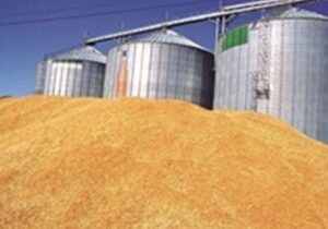 ذخیره بیش از 170 هزارتن گندم در استان مازندران با استفاده از ظرفیت حمل ریلی