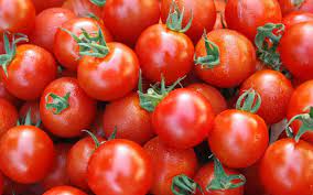 گرانی گوجه فرنگی ناشی از ضعف برنامه‌ریزی است/لزوم افزایش سطح زیر کشت گوجه در استان‌ها