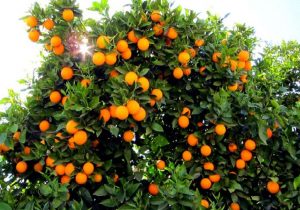 377 هزار تن پرتقال از باغات ساری برداشت می‌شود
