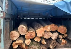 ️توقیف خودرو حامل چوب جنگلی در شهرستان گلوگاه
