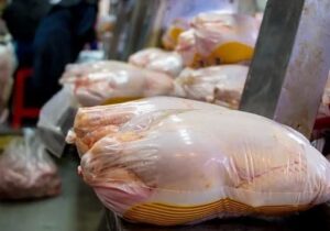 توزیع 59 تن مرغ تنظیم بازاری در ساری