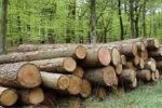 کشف 6 تن چوب جنگلي قاچاق در ساري