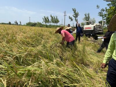 گزارش تصویری مراسم نخستین برداشت مکانیزه برنج کشور در مازندران