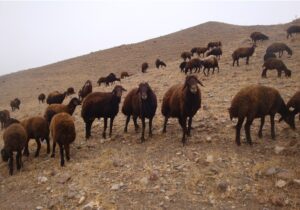 آغاز مرحله نخست واکسیناسیون رایگان تب برفکی /بیش از 1میلیون رأس دام علیه بیماری تب برفکی ایمن می شوند