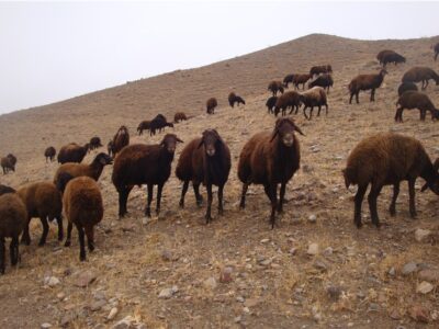 آغاز مرحله نخست واکسیناسیون رایگان تب برفکی /بیش از 1میلیون رأس دام علیه بیماری تب برفکی ایمن می شوند
