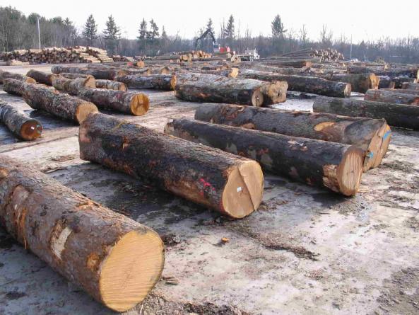 کشف یک‌و نیم تن چوب جنگلي قاچاق در تنکابن