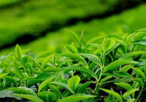 ۱۳۵ هزار تن برگ سبز چای از باغات شمال کشور برداشت شد
