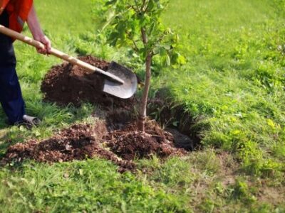 مازندرانی‌ها برای اجرای 2هزار هکتار زراعت چوب، نهال می‌کارند