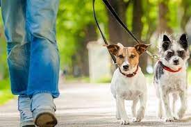 خلاء مهارت ارتباطی علت اصلی نگه‌داری از سگ توسط بانوان/لزوم تدوین قوانین در حوزه نگه‌داری از حیوانات
