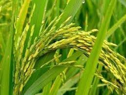 ظهور نخستین خوشه برنج از رقم طارم در شهرستان بهشهر