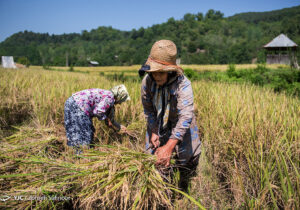 برداشت ۱۰۰ درصدی برنج کشت اول در مازندران