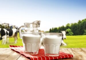 چرا هزینه تولید شیر در دامداری های رشت بالاست؟
