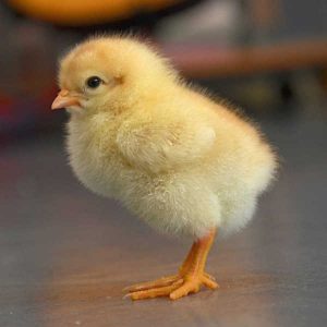 40درصد از مرغداران مازندران جوجه‌ریزی نکردند/برای جبران کسری بازار گوشت مرغ مسئولین مجبور به واردات مرغ شدند