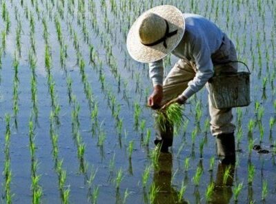 برنج کشاورزان در انبار مانده است/کنار هم باشیم مشکلات صادراتی حل می‌شود