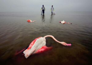 عکاس مازندرانی برنده جایزه عکاس محیط زیست سال 2022 شد