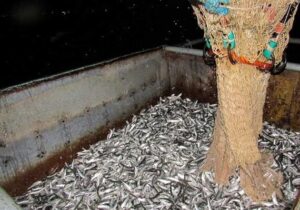 تا پایان آبان‌ماه بیش از 6هزار تن ماهیان کیلکا دراستان صید و روانه بازار مصرف شد