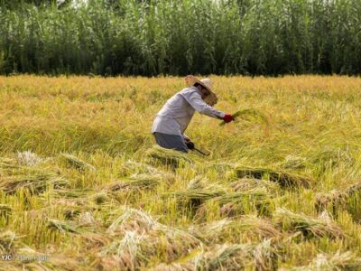دولت؛ 50 هزارتن برنج تولیدی کشاورزان مازنی را خریداری می‌کند / حذف محدودیت تعرفه صادراتی برنج در راستای حمایت از صادرات این محصول