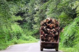 کشف 10 تن چوب جنگلي قاچاق در سوادکوه