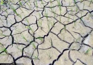 کشت‌های جایگزین برنج راهی برای مقابله با تنش آبی در مازندران