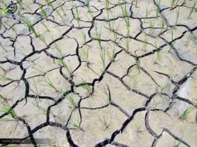 کشت‌های جایگزین برنج راهی برای مقابله با تنش آبی در مازندران