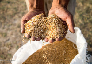 خرید تضمینی گندم در استان مازندران آغاز شد