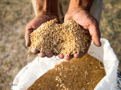 خرید تضمینی گندم در استان مازندران آغاز شد