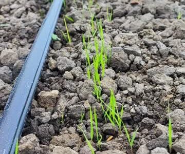 مسیر خشکه‌کاری برنج در مازندران باز شد