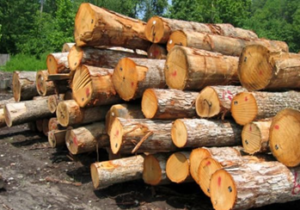 کشف انبار دپو چوب جنگلی قاچاق در ساری
