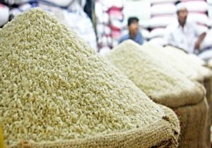  قرارداد تحویل 13هزار و 500 تن برنج پرمحصول در مازندران بسته شد