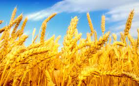 دولت مکلف به پرداخت ۵۰ درصد هزینه بیمه اجباری محصولات کشاورزی شد/افزایش سرمایه بانک کشاورزی در جهت حمایت از کشاورزان