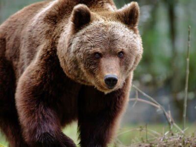 تلف شدن خرس قهوه‌ای براثر شلیک گلوله در سوادکوه/ خسارت حیوانات وحشی به مزارع پرداخت می‌شود