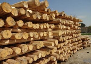 کشف 25 تن چوب جنگلي صنوبر وتوسکا قاچاق در عباس‌آباد