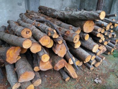 کشف 10 تن چوب قاچاق در تنکابن