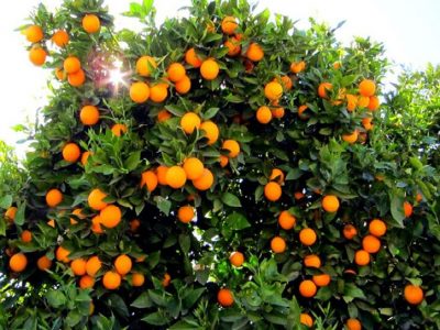 377 هزار تن پرتقال از باغات ساری برداشت می‌شود