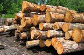 کشف 2 تن چوب قاچاق در عباس آباد
