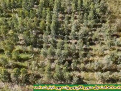کلیپ/مازندران جزو 3استان برتر در زراعت چوب شد