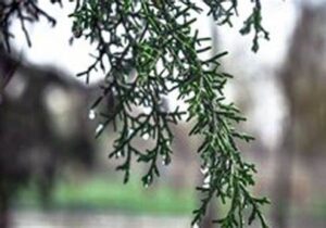 پیشبینی آسمانی با هوای ناپایدار تا شنبه/از یکشنبه آسمانی صاف همراه با افزایش دما خواهیم داشت