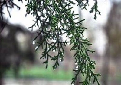 پیشبینی آسمانی با هوای ناپایدار تا شنبه/از یکشنبه آسمانی صاف همراه با افزایش دما خواهیم داشت