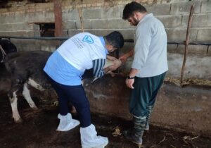 برگزاری اردوی جهاد دامپزشکی در شهرستان محمودآباد