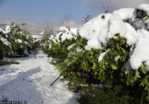 از فردا مازندران یخ میزند/ پیشبینی سرمای منفی ۳درجه در برخی مناطق استان