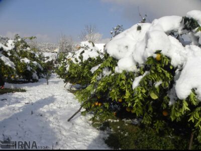 از فردا مازندران یخ میزند/ پیشبینی سرمای منفی ۳درجه در برخی مناطق استان