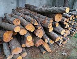کشف کارگاه غيرمجاز ذغال و 25 تن چوب قاچاق در بابل